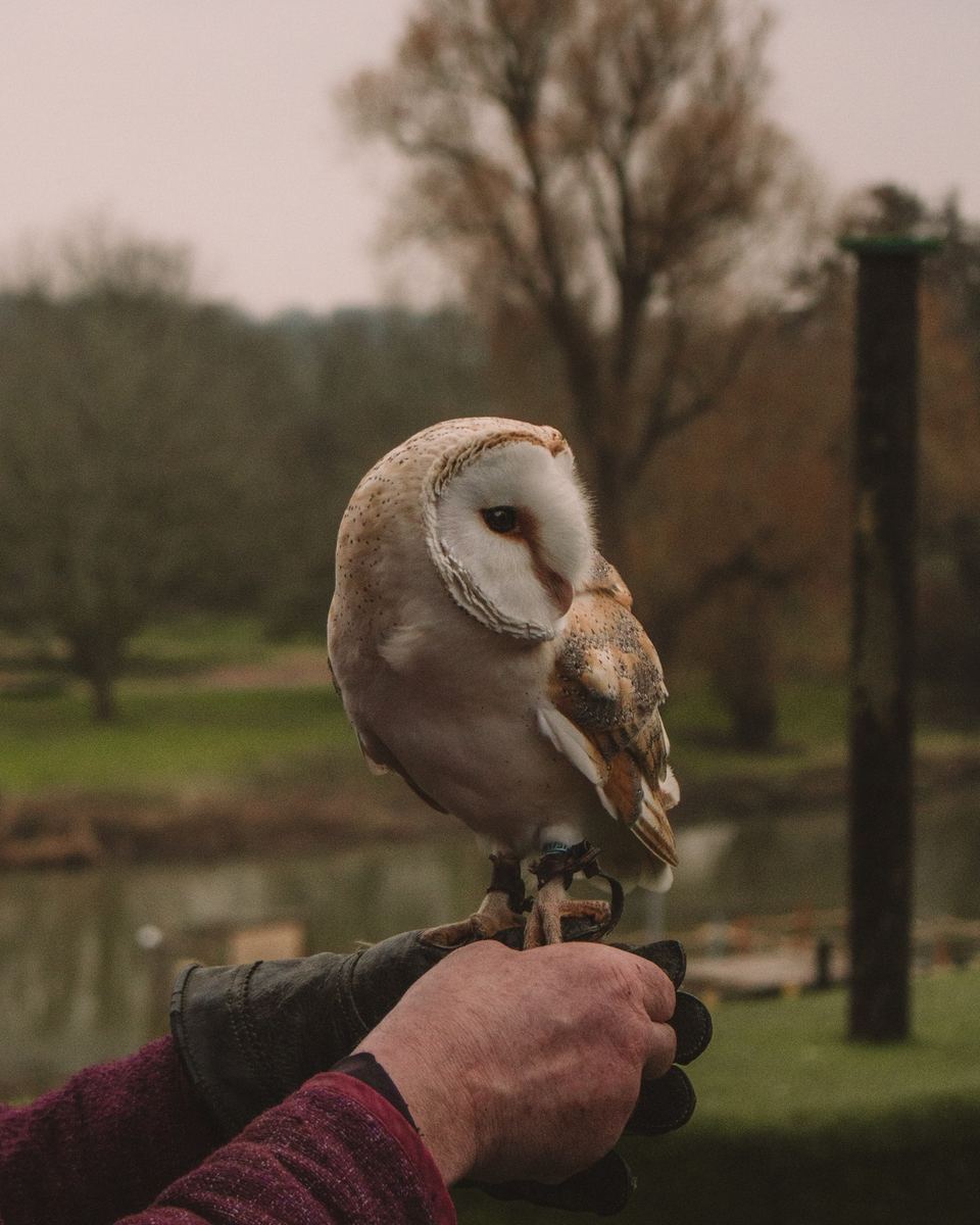 Barn owl perched on a gloved hand